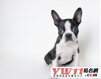 宠物美容店起名,宠物美容店名字大全